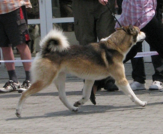 západosibiřská lajka