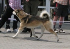 z�padosibi�sk� lajka