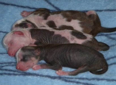 peruvian hairless dog