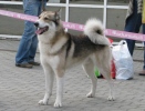 west siberian laika