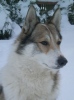 west siberian laika