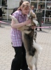 west siberian laika