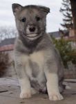 Westsiberian Laika