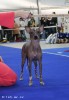 peruvian hairless dog