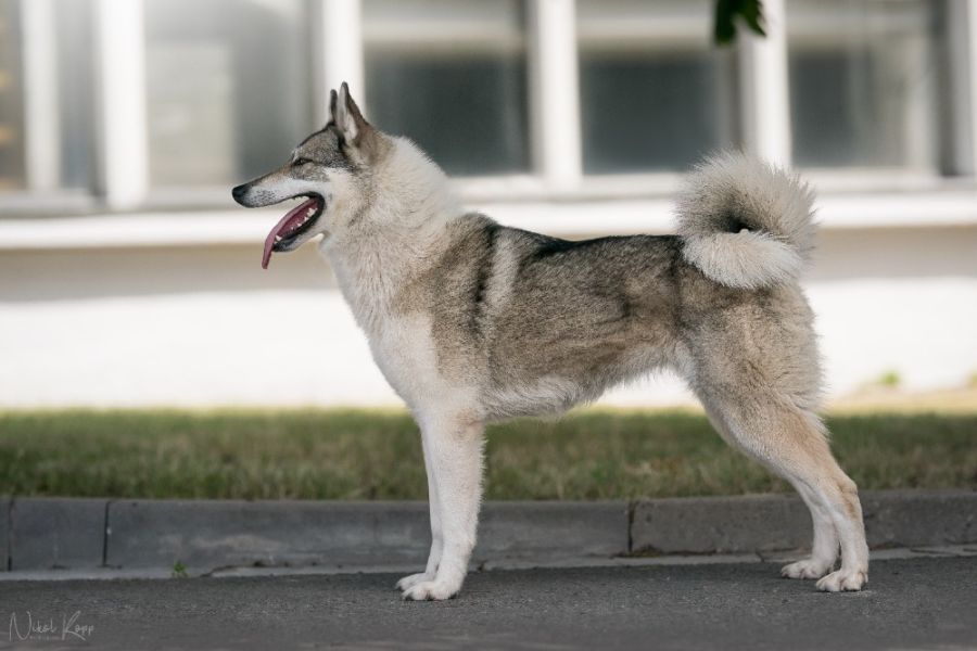 zpadosibisk lajka CKobra Anika Vevos