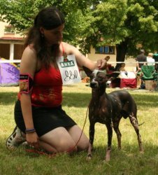 peruvian hairless dog