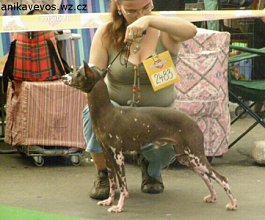 peruvian hairless dog