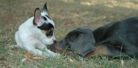 peruvian hairless dog