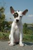 peruvian hairless dog