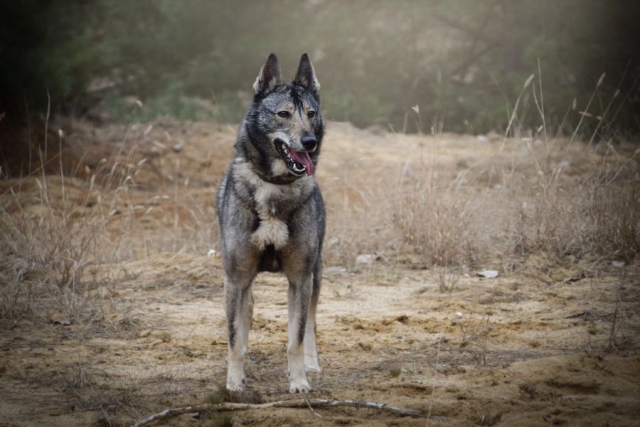 DARA SAVA GIRIA Westsiberian laika