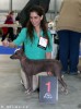 peruvian hairless dog