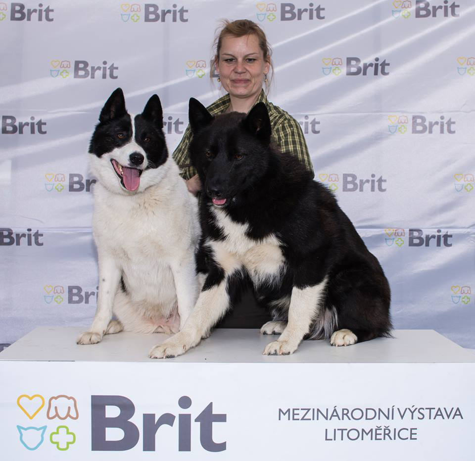 Russianeuropean laika