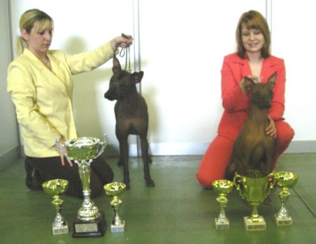 peruvian hairless dog