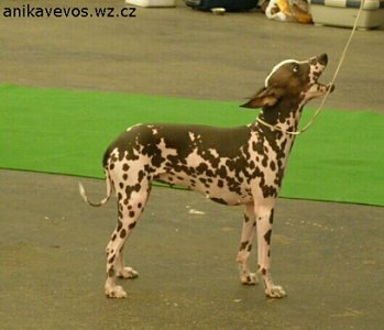 peruvian hairless dog