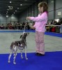 peruvian hairless dog