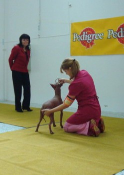 peruvian hairless dog