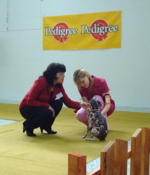 peruvian hairless dog