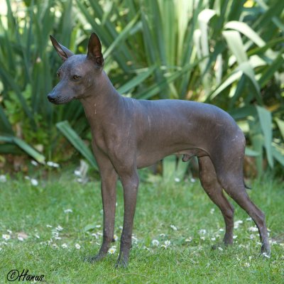 peruvian hairless dog JCh.,JWW Illa Thupa of Lebannie & Sons