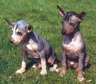 litter B peruvian hairless dog