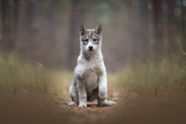 Westsiberian laika