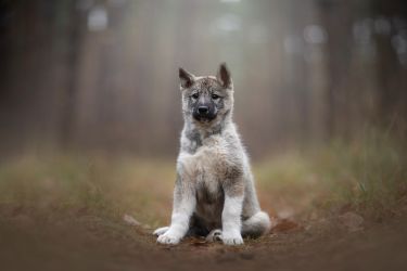 Westsiberian laika