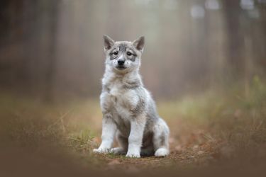 Westsiberian laika
