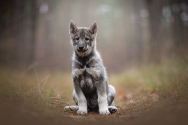 Westsiberian laika