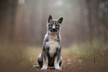 Westsiberian laika