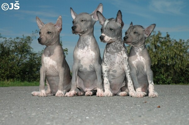 litter E peruvian hairless dog