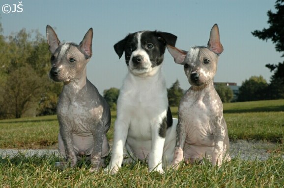 litter F peruvian hairless dog