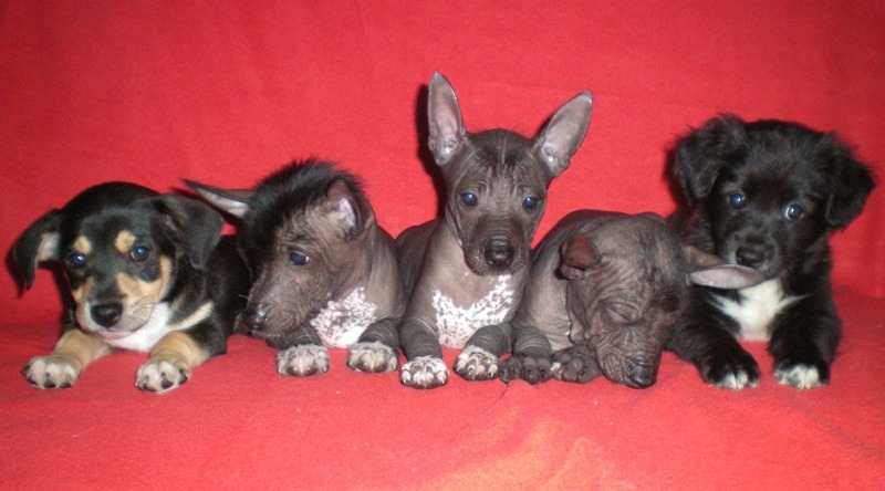 litter H peruvian hairless dog