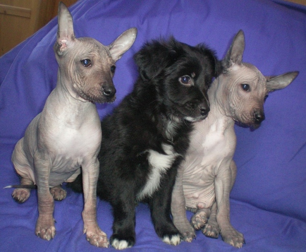 litter I peruvian hairless dog