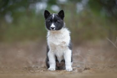 Russian european Laika 