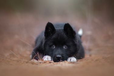 Russian european Laika 