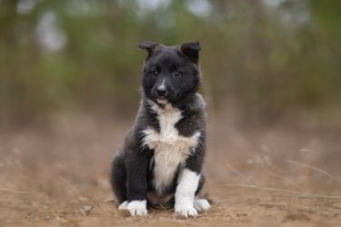 Russian european Laika 