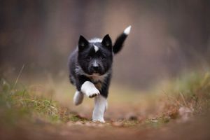 Russian european Laika 
