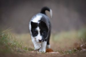 Russian european Laika 