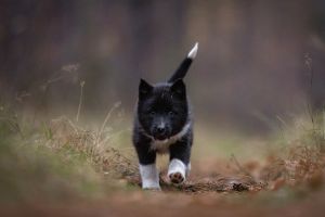 Russian european Laika 