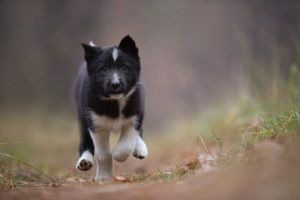 Russian european Laika 