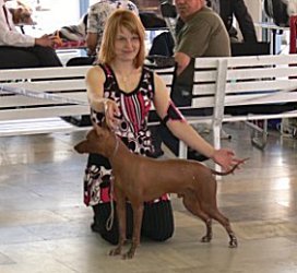 peruvian hairless dog