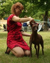 peruvian hairless dog