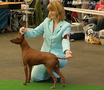 peruvian hairless dog